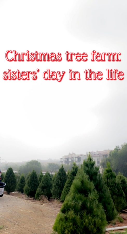 Peltzer Tree Farm is the place to go for your Christmas tree!