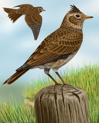 A perfectly simple drawing of a skylark.