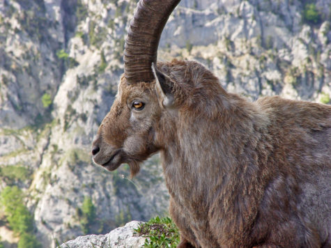 This is an ibex, by the way.