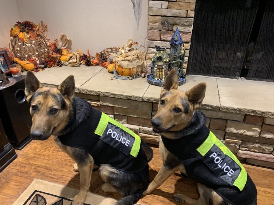 Benny and Daisy all dressed up for Halloween!