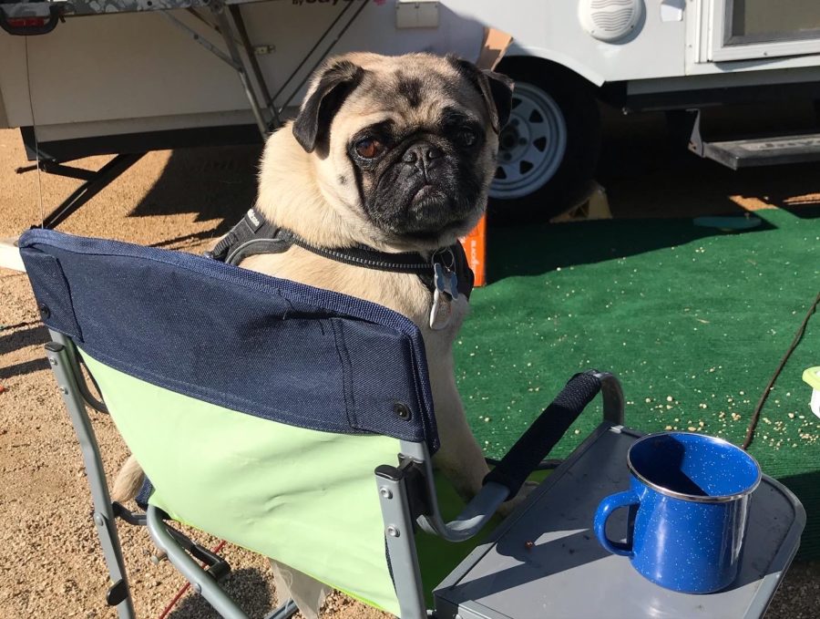 Pugsy (Sra. Kappe's dog) on a camping trip.