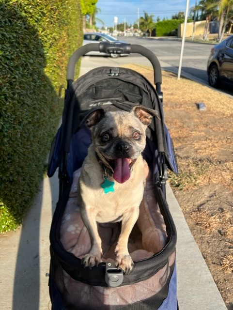 Sweetheart out on a walk.