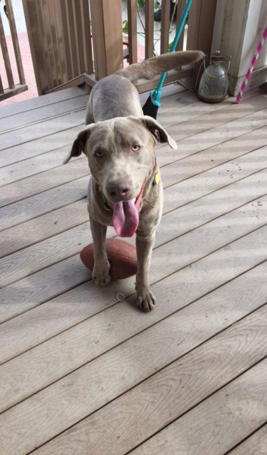 My dog Buddy excited to take a walk. 