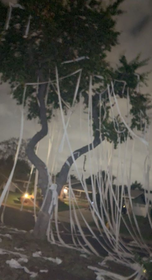 Photo of the infamous TP tree. (Photo Credit: Kathleen Martinez)