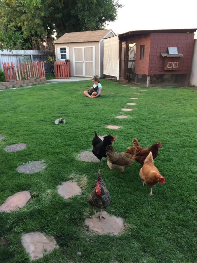 A young Christina (aka the "chicken whisperer") surrounded by her pet chickens.