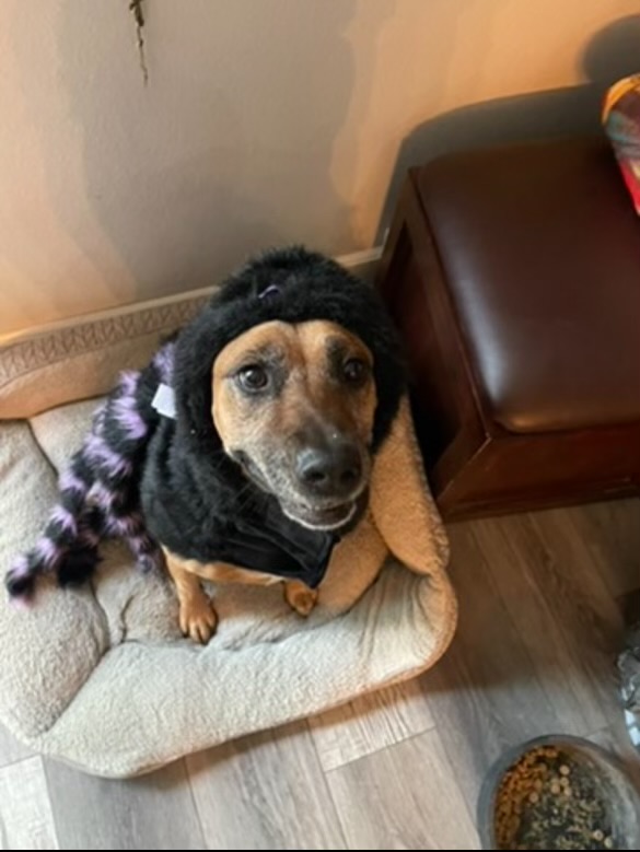 Roma poses in her super scary tarantula costume for Halloween!