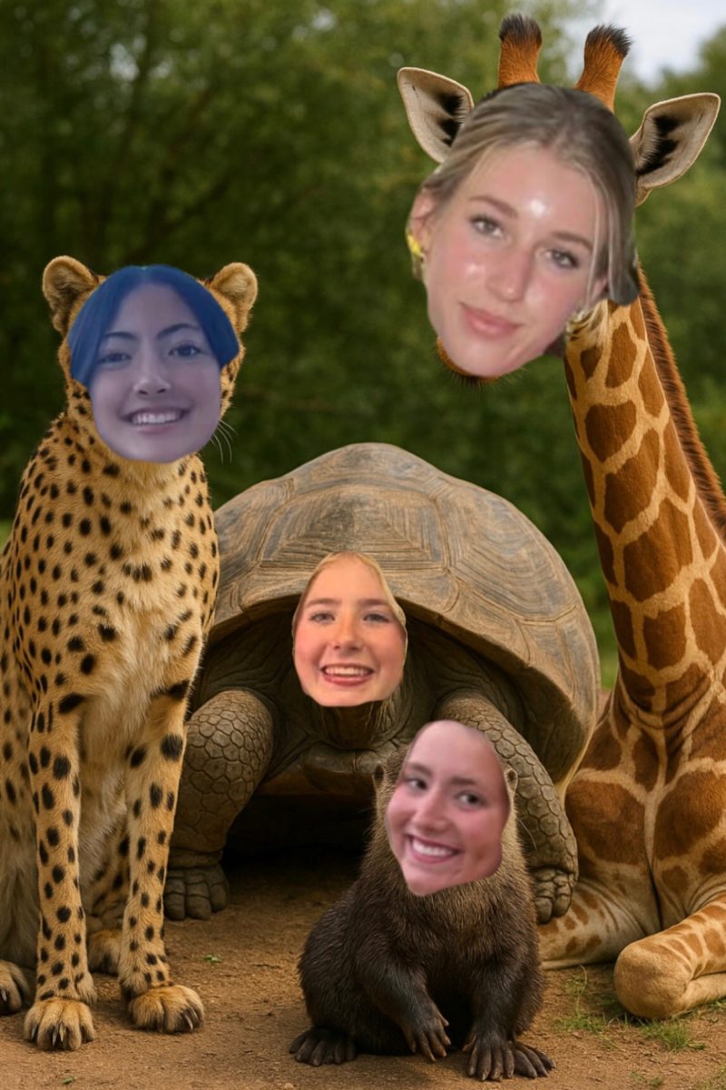 Real life animals or Rosary students, who can tell? 