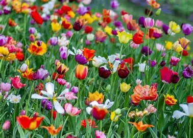 Flowers are blooming all around during this time of year!